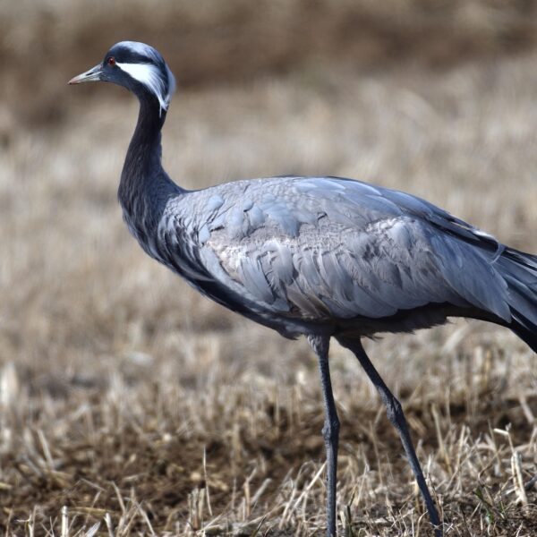 bird-3295265_1920