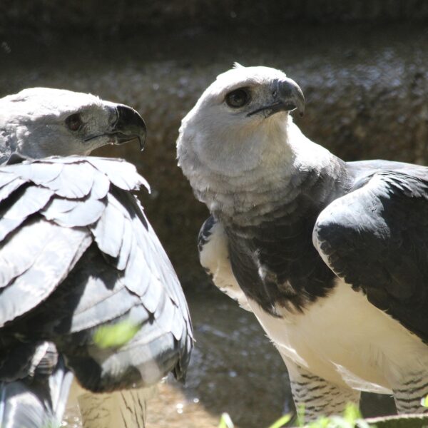 birds-1837272_1920