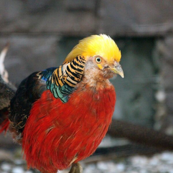 pheasant-3552032_1920