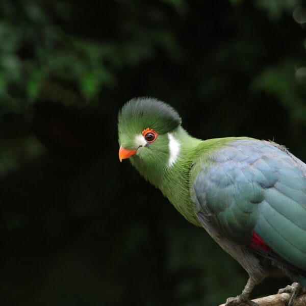 white-cheeked-turaco-8406175_1920